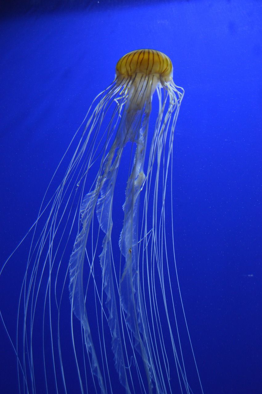 麗江水族批發市場在哪里啊多少錢一個(麗江水族批發市場在哪里啊多少錢一個平方)