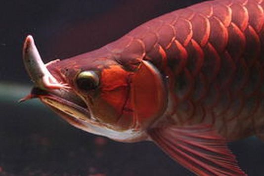 幼年龍魚多長：幼龍魚新手養(yǎng)殖方法