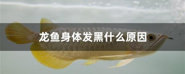 龍魚嘴巴發黑是什么病引起的：龍魚嘴巴發黑是什么原因引起的