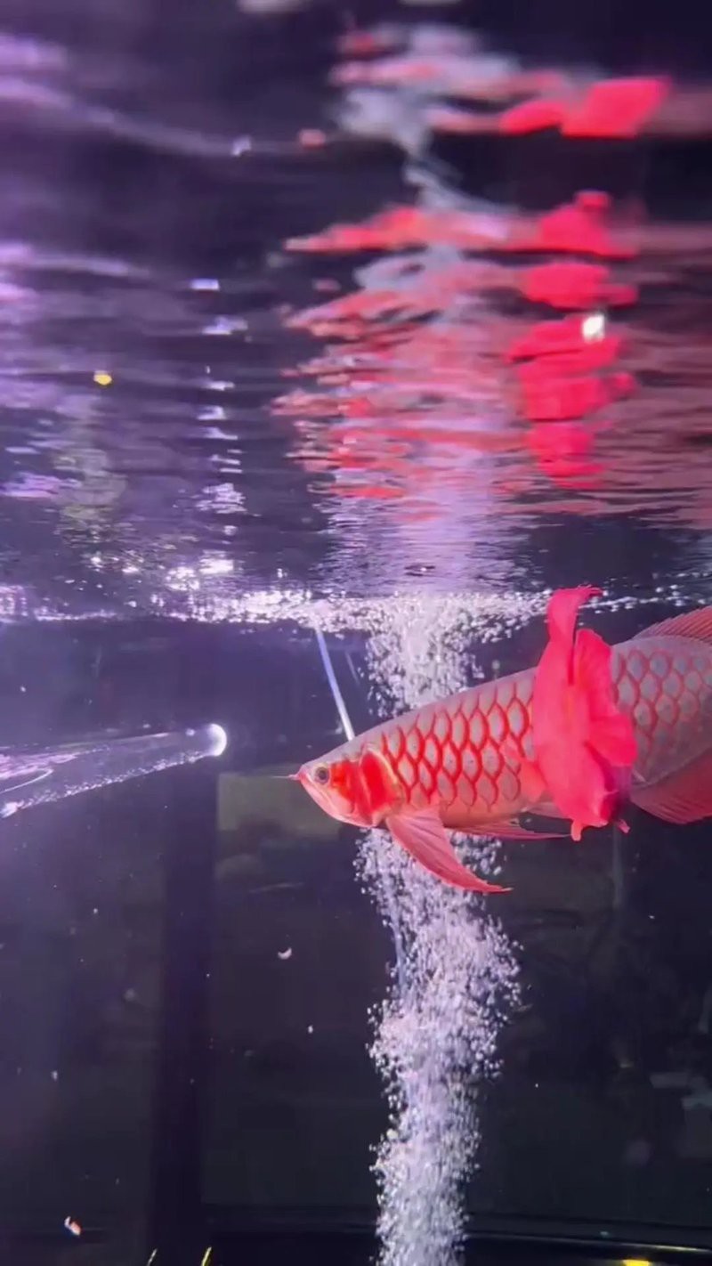 紅龍魚的發色過程變化圖片大全