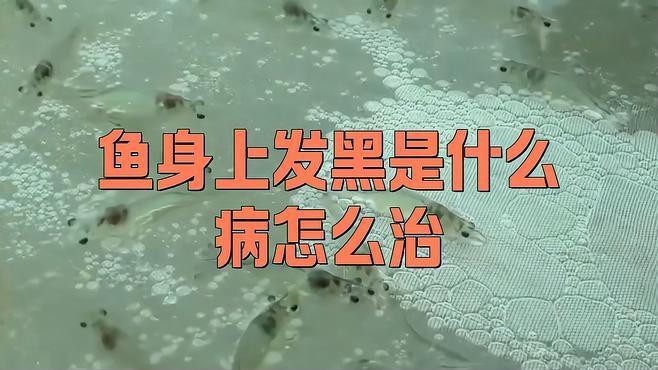 金龍魚魚鱗變黑怎么治