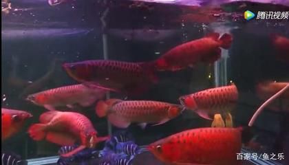 龍魚可以喂活食嗎為什么（如何判斷龍魚是否喜歡活食，龍魚活食與人工飼料的營養對比） 龍魚可以喂活食嗎為什么（如何判斷龍魚是否喜歡活食，龍魚活食與人工飼料的營養對比） 龍魚百科 第5張