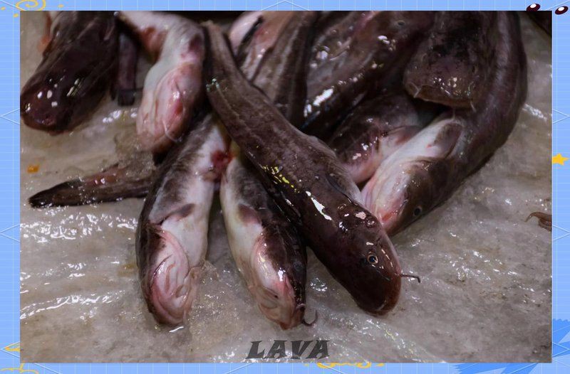 金鼓魚有毒嗎