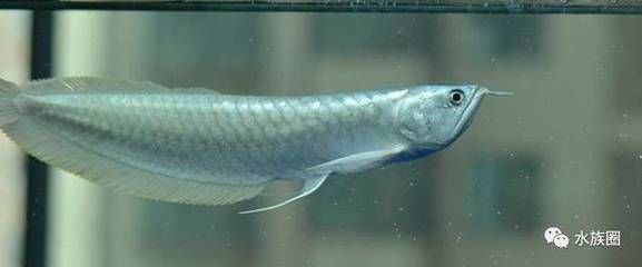 龍魚白色品種是否能吃？：龍魚白色品種是否可以吃？