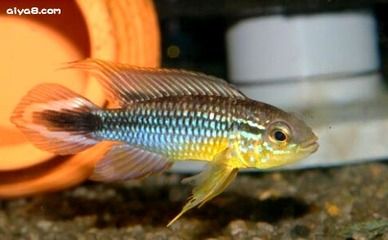 龍魚白色品種是否能吃？：龍魚白色品種是否可以吃？