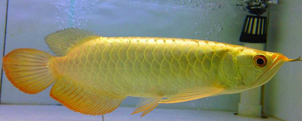 廣州龍魚批發(fā)市場在哪個位置啊最近（廣州龍魚批發(fā)市場）