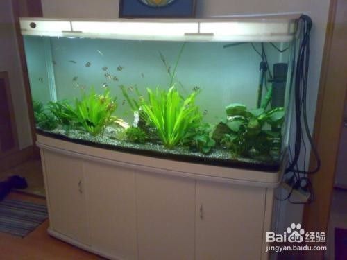 龍魚缸溫度31度高嗎怎么辦：龍魚缸溫度控制在31度左右是否合適？