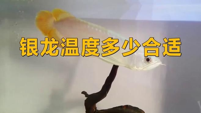 銀龍魚(yú)缸水溫