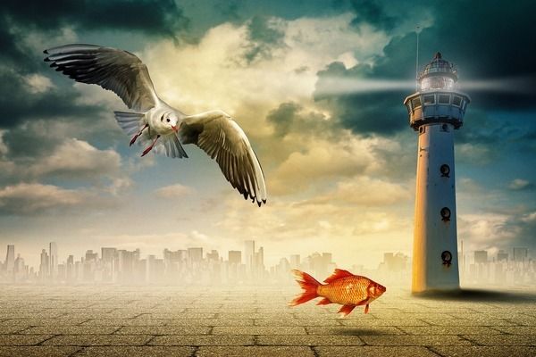 黃金眼鏡蛇雷龍魚缸魚缸用什么顏色壁紙（雷龍魚缸壁紙顏色搭配技巧）