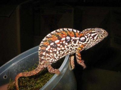 會變色的龍魚品種：變色龍魚的品種和飼養要點