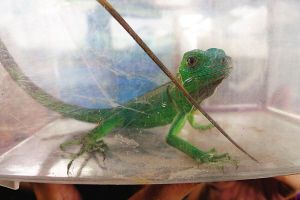 會變色的龍魚品種：變色龍魚的品種和飼養要點