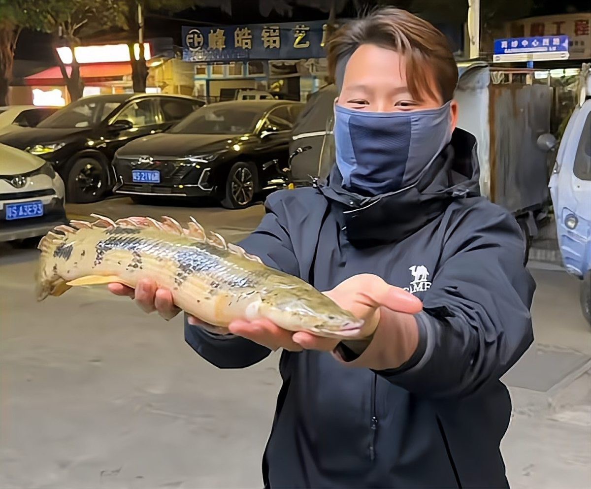 虎斑恐龍魚繁殖方法 虎斑恐龍魚繁殖方法 龍魚百科 第5張