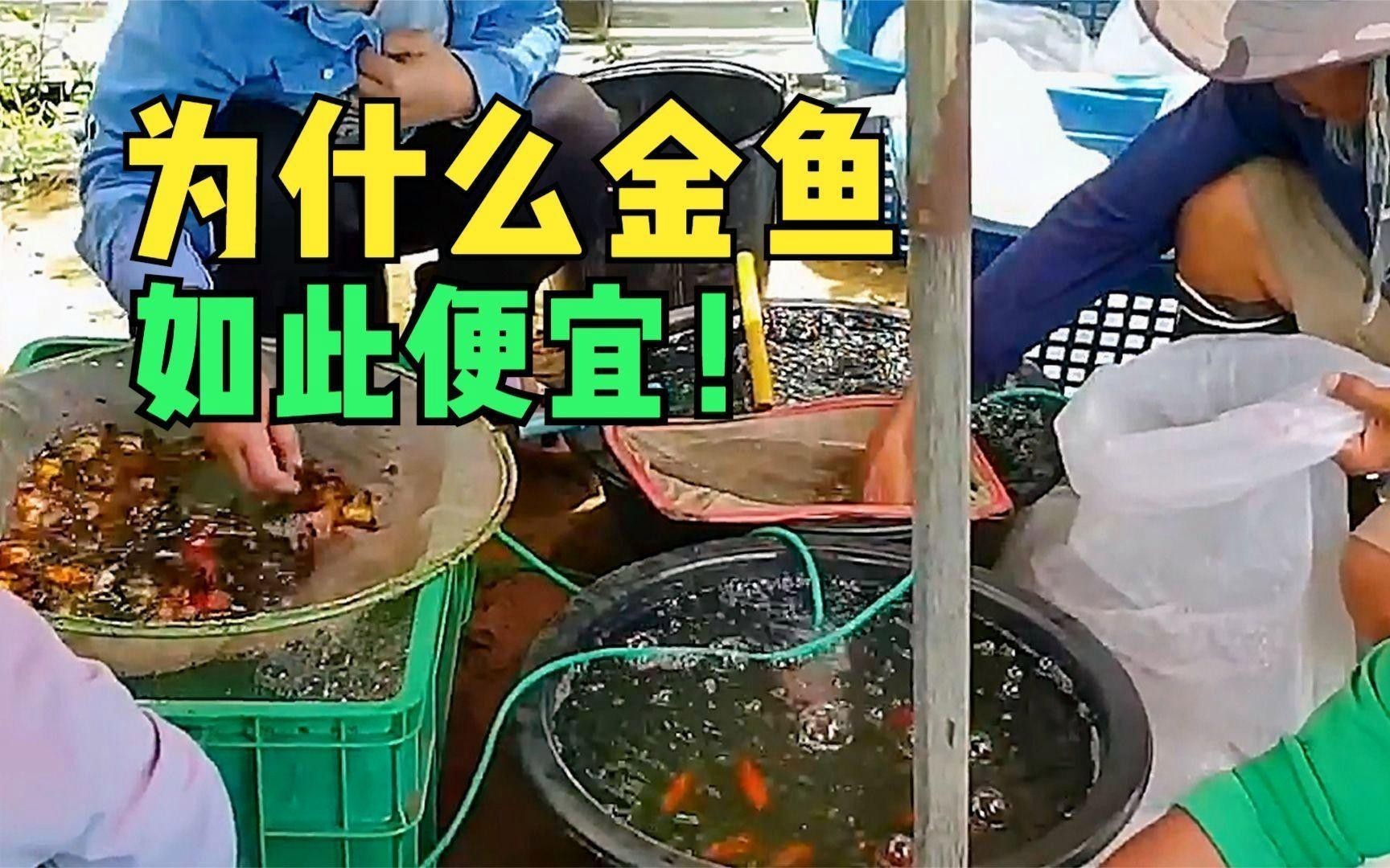 如何判斷黑龍睛是否健康？