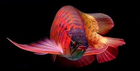 龍魚病死了能吃嗎圖片視頻：龍魚死亡后可以吃掉它的肉來食用，而另一些人則持保留態度 龍魚病死了能吃嗎圖片視頻：龍魚死亡后可以吃掉它的肉來食用，而另一些人則持保留態度 龍魚百科 第2張