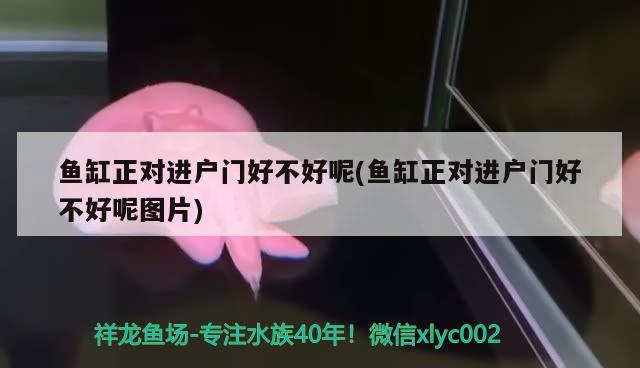 魚缸正對進(jìn)戶門好不好呢(魚缸正對進(jìn)戶門好不好呢圖片)