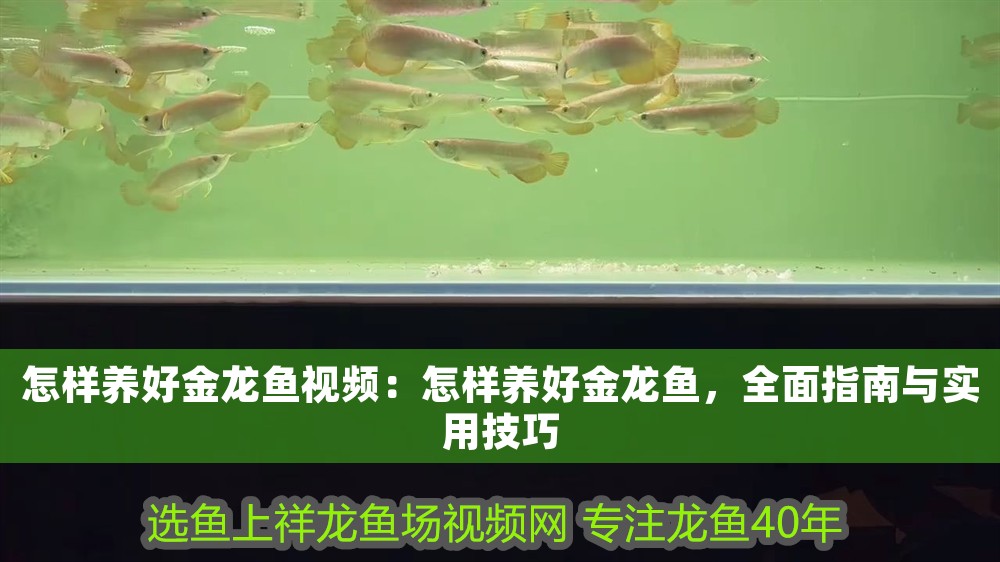 怎樣養(yǎng)好金龍魚(yú)視頻：怎樣養(yǎng)好金龍魚(yú)，全面指南與實(shí)用技巧 怎樣養(yǎng)好金龍魚(yú)視頻：怎樣養(yǎng)好金龍魚(yú)，全面指南與實(shí)用技巧 龍魚(yú)百科 第1張