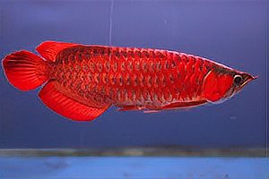 大湖紅龍魚和印尼紅龍哪條貴