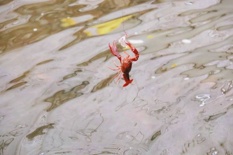 給我一張鮮活龍蝦特寫的圖片