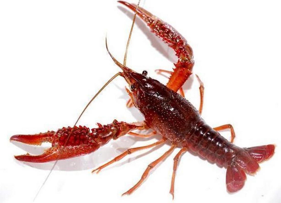 給我一張鮮活龍蝦特寫的圖片