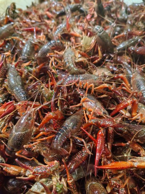 給我一張鮮活龍蝦特寫的圖片