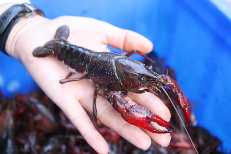 給我一張鮮活龍蝦特寫的圖片