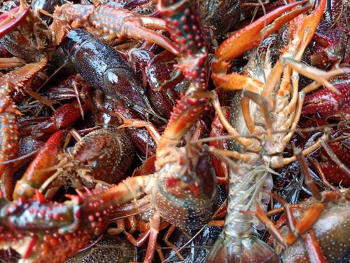 給我一張鮮活龍蝦特寫的圖片