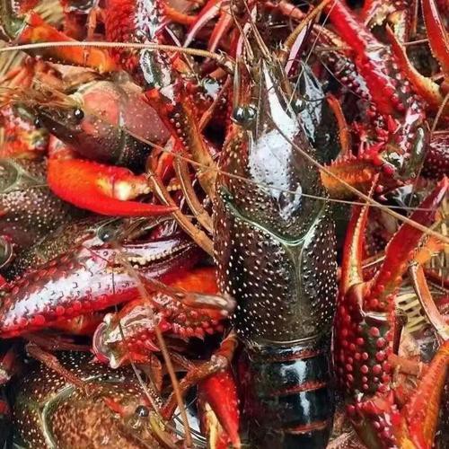 給我一張鮮活龍蝦特寫的圖片