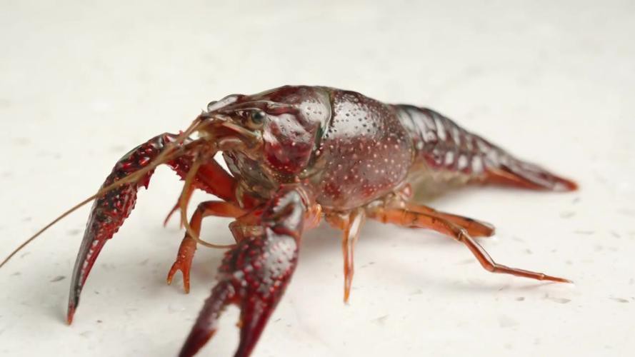 給我一張鮮活龍蝦特寫的圖片