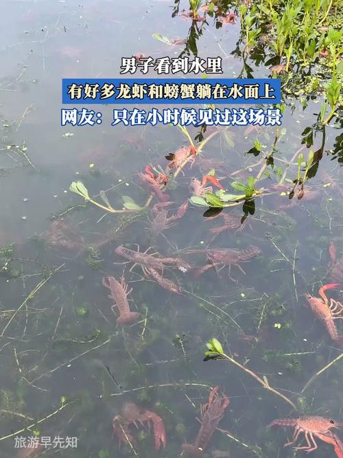 給我一張鮮活龍蝦特寫的圖片