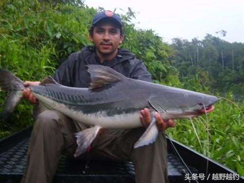 紅龍魚苗什么時候能分出品相：判斷紅龍魚苗的品相需要綜合多個方面