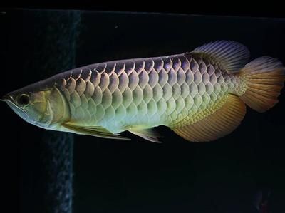 白玉金龍魚風水作用，白玉金龍魚在風水學中具有多重吉祥寓意和作用和作用