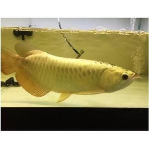 白玉金龍魚風水作用，白玉金龍魚在風水學中具有多重吉祥寓意和作用和作用