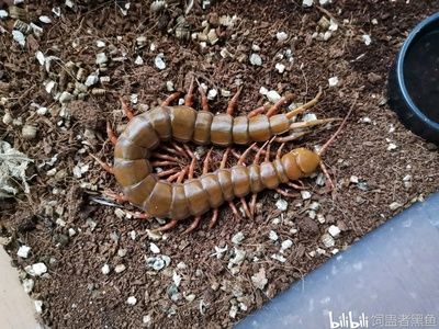 蜈蚣可以直接喂龍魚么嗎：蜈蚣可以直接喂龍魚么