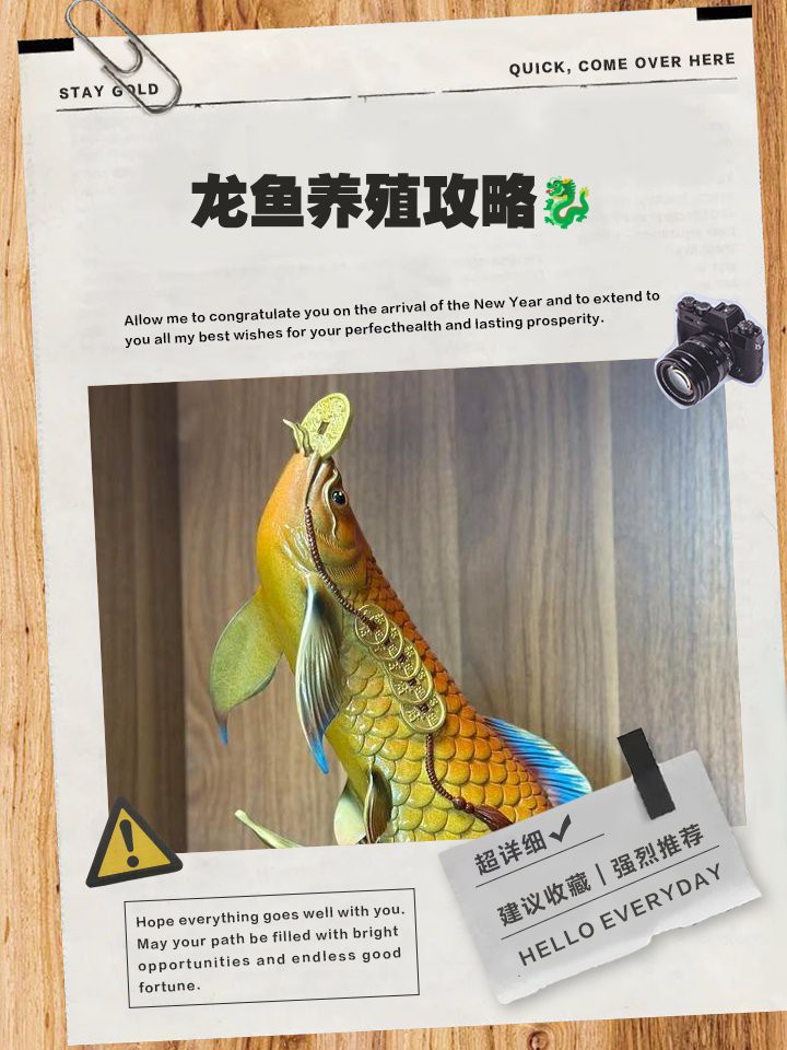 海南養龍魚需要加溫不加濕嗎