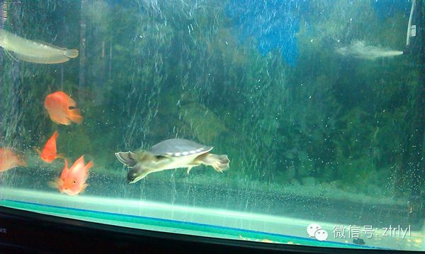 蝙蝠鯧和龍魚是否可以混養：關于蝙蝠鯧和龍魚混養的問題