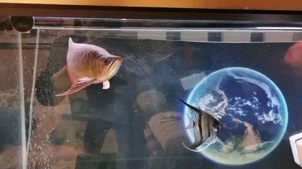 蝙蝠鯧和龍魚是否可以混養：關于蝙蝠鯧和龍魚混養的問題