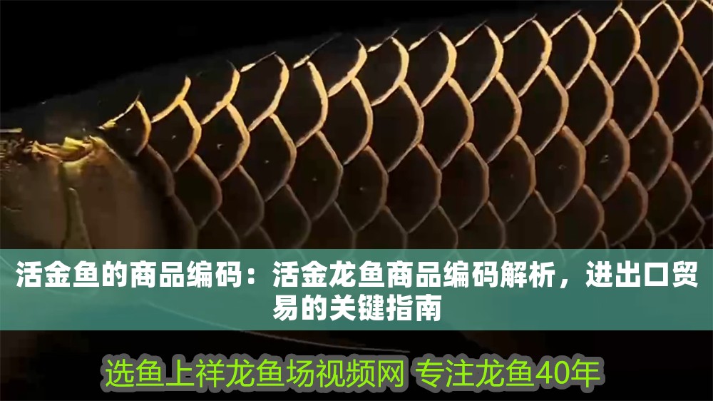 活金魚的商品編碼：活金龍魚商品編碼解析，進(jìn)出口貿(mào)易的關(guān)鍵指南