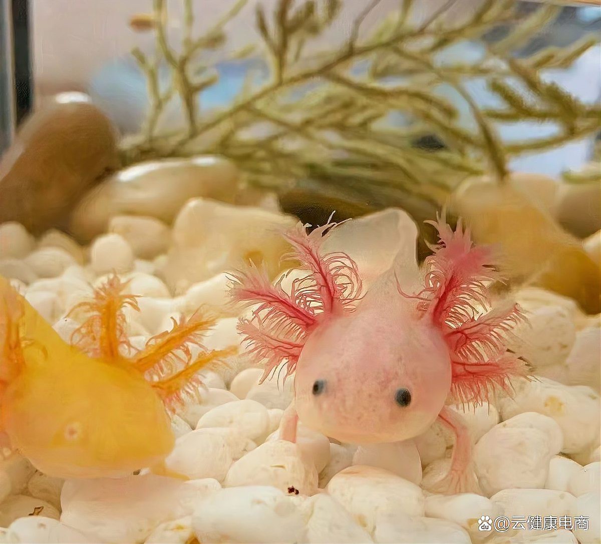 六角恐龍魚值錢嗎