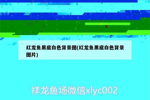 紅龍魚黑底白色背景圖高清（紅龍魚黑底白色背景圖） 紅龍魚黑底白色背景圖高清（紅龍魚黑底白色背景圖） 龍魚百科 第1張