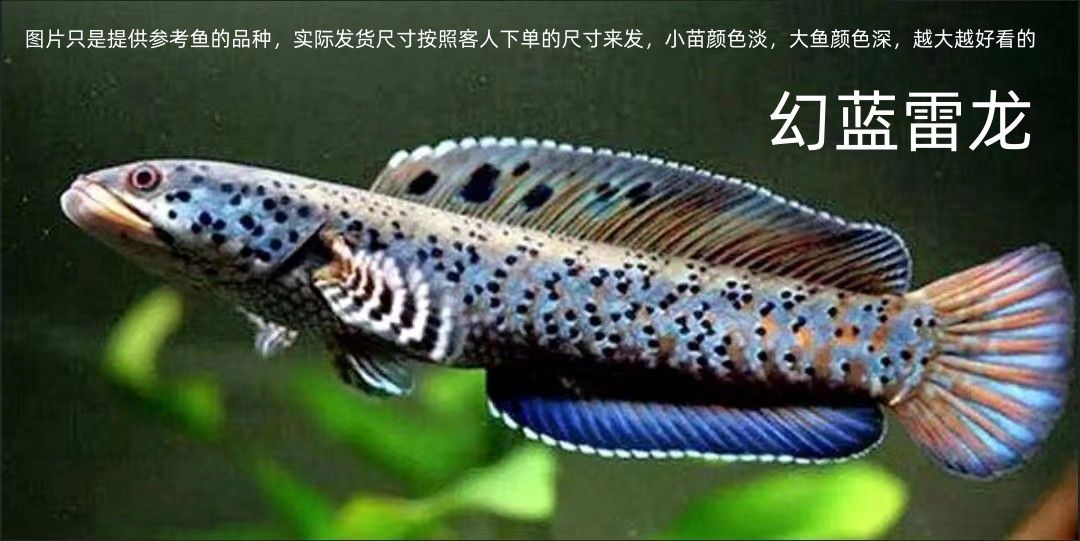 像龍魚的冷水魚（像龍魚的冷水魚之前，我們需要明確一點，）