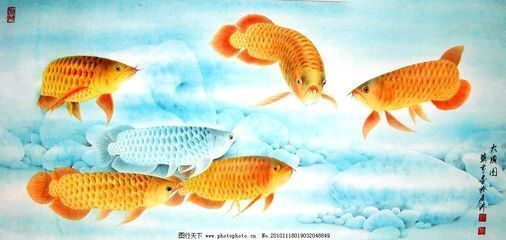金龙鱼有什么特征（金龙鱼以其独特的外观特征、生态习性和文化意义而著称）