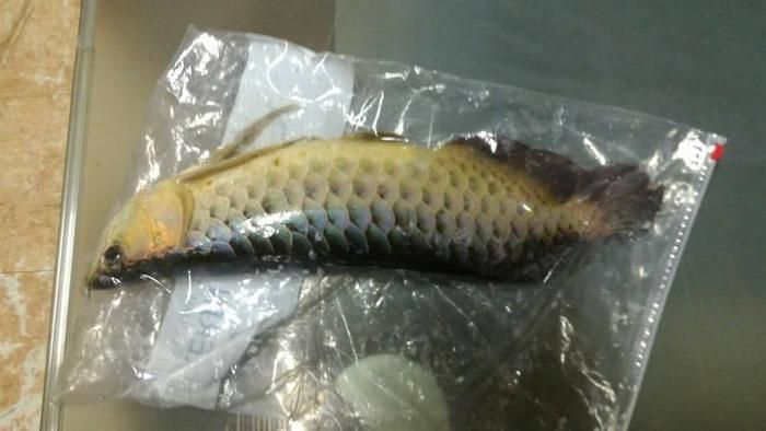 紅龍魚25度水溫會死嗎（紅龍魚水溫多少度最好）