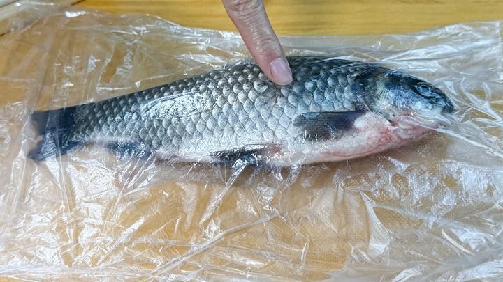 銀龍魚受傷了怎么辦啊