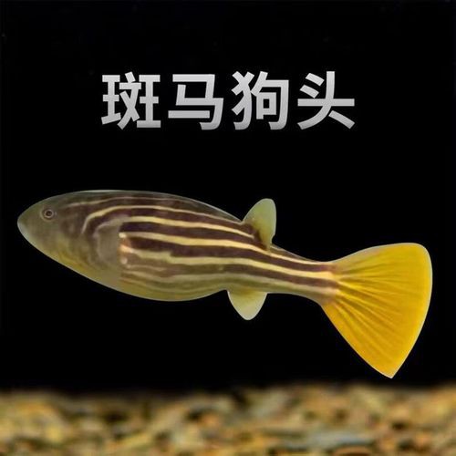 斑馬狗頭魚(yú)能和龍魚(yú)混養(yǎng)嗎圖片大全