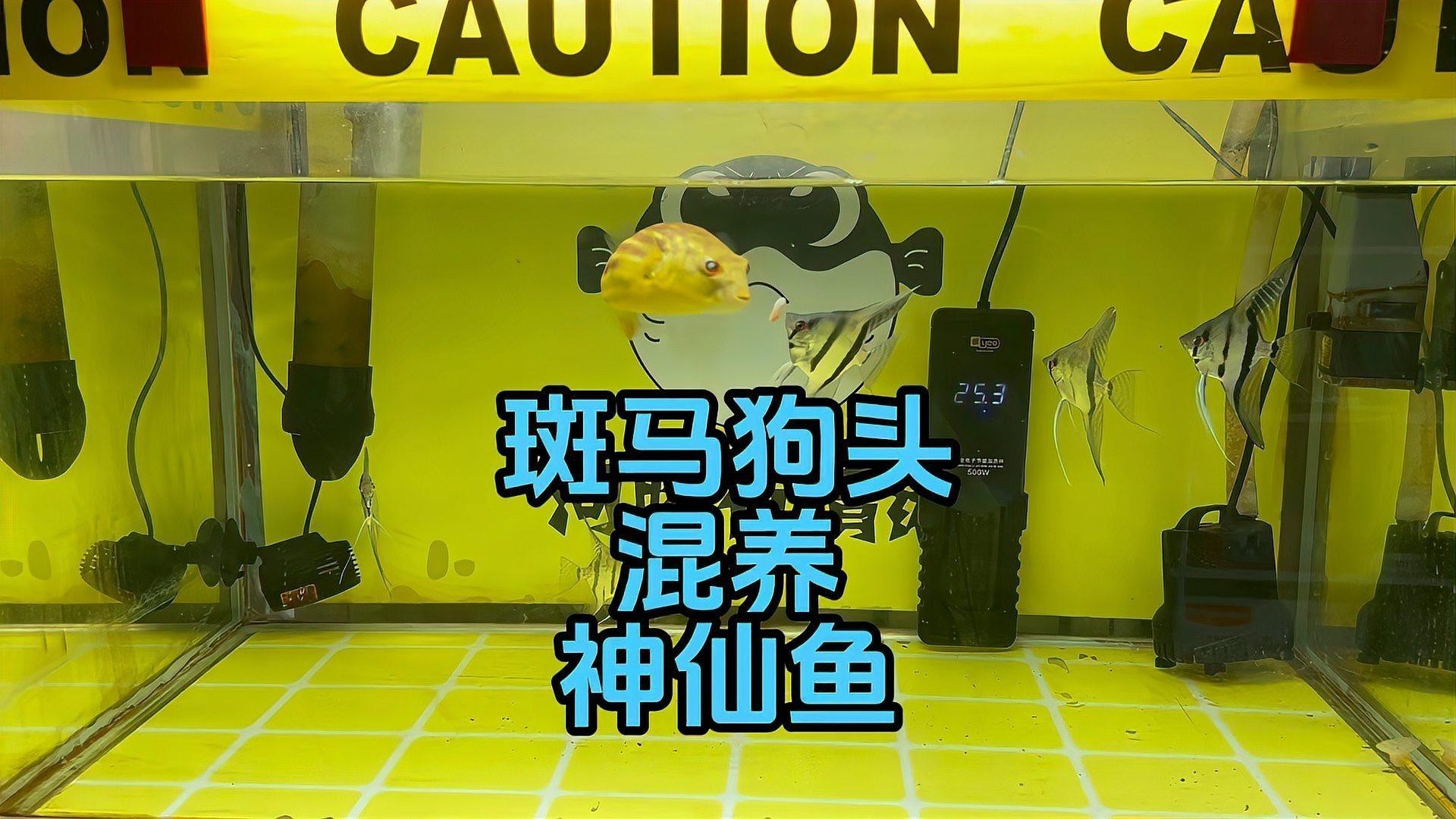 斑馬狗頭魚(yú)能和龍魚(yú)混養(yǎng)嗎圖片大全