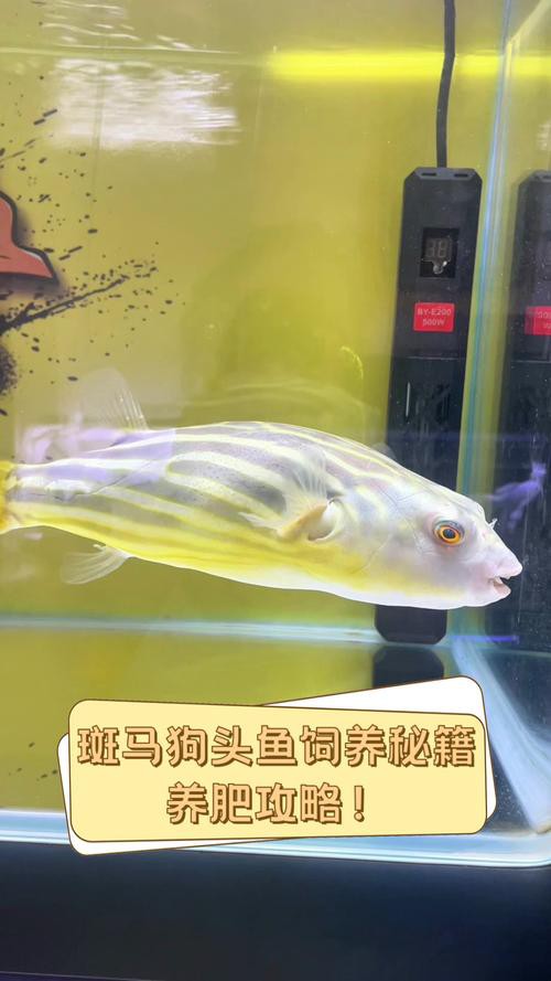 斑馬狗頭魚(yú)能和龍魚(yú)混養(yǎng)嗎圖片大全