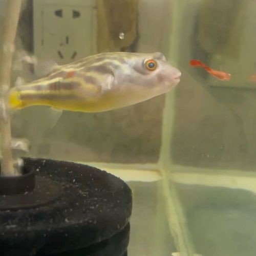 斑馬狗頭魚(yú)能和龍魚(yú)混養(yǎng)嗎圖片大全