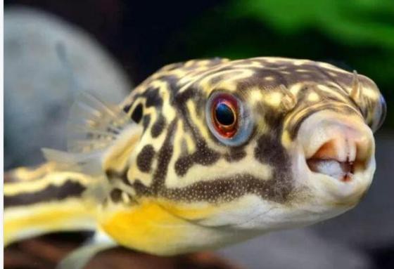 斑馬狗頭魚(yú)能和龍魚(yú)混養(yǎng)嗎圖片大全