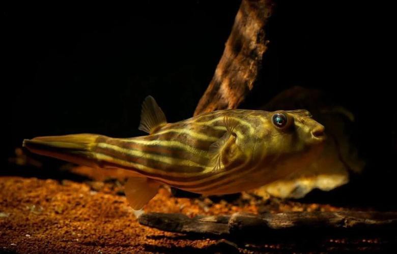 斑馬狗頭魚(yú)能和龍魚(yú)混養(yǎng)嗎圖片大全