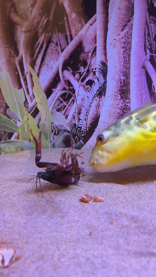 斑馬狗頭魚(yú)能和龍魚(yú)混養(yǎng)嗎圖片大全